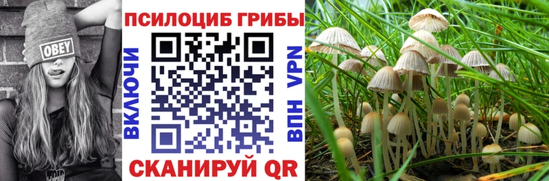 Галлюциногенные грибы Cubensis  блэк спрут зеркало  Альметьевск 